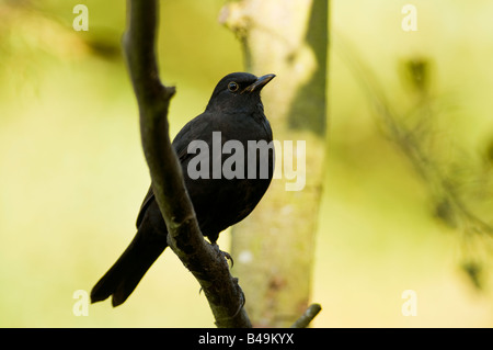 Schwarzer Vogel "Turdus Marula" thront auf einem Ast in einem Wald im Vereinigten Königreich. Stockfoto