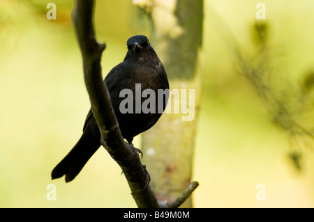 Schwarzer Vogel "Turdus Marula" thront auf einem Ast in einem Wald im Vereinigten Königreich. Stockfoto