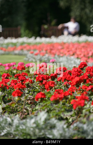 Von Chester, England. Sommer Beete in der Chester Grosvenor Park. Stockfoto