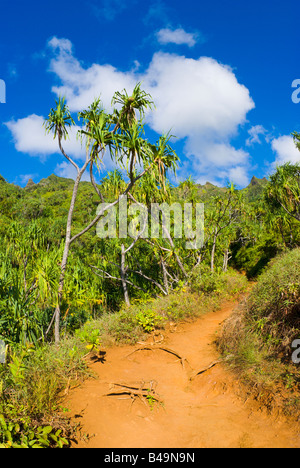 Üppige Vegitation entlang der Kalalau Trail auf der Na Pali Küste Insel Kauai Hawaii Stockfoto