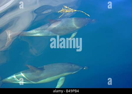 gemeinsamen Delphin Delphinus Delphis in europäischen Gewässern Stockfoto