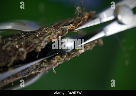 Extraktion Perlen Pearl Farm in Manihi Französisch-Polynesien Stockfoto