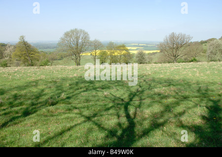 Oxfordshire Felder erstrecken sich kilometerweit unter dem Feld, in dem Sie im Schatten eines Baumes auf den Chiltern Hills sitzen. Stockfoto