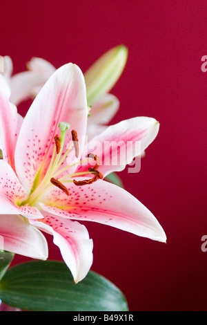 Lilien in voller Blüte Stockfoto