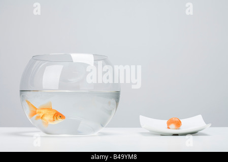 Goldfische in Schüssel neben Stück Lachs Nigiri sushi Stockfoto