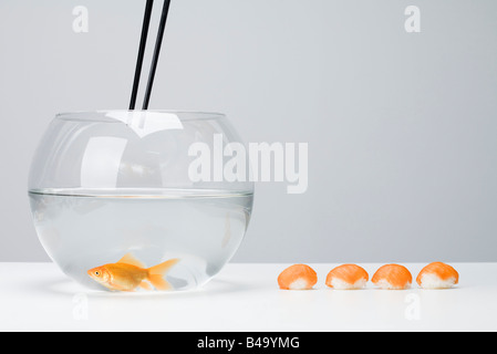 Stäbchen statt über Goldfische in Schüssel, Reihe von Nigiri Sushi angeordnet, in der Nähe Stockfoto