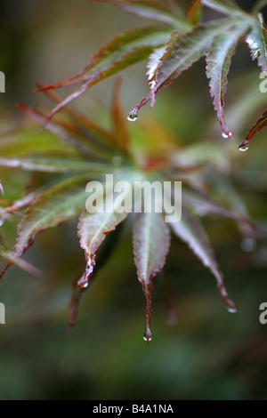 Aufnahme von zwei Blätter einer Pflanze Acer mit Wassertropfen, die an den Spitzen der Blätter aufgehängt hautnah Stockfoto