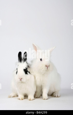 Löwe Mähne Zwerghasen weiß und Hotot Hauskaninchen Stockfoto