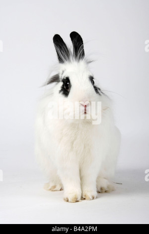 Löwe Mähne Zwerg Kaninchen Hotot Hauskaninchen Stockfoto