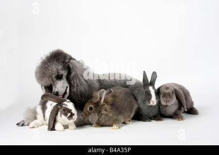 Miniatur Pudel Silber mit junger Zwerg Kaninchen Löwe Mähne Zwerg Kaninchen und Lop eared Zwergkaninchen Stockfoto