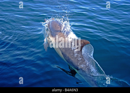 gemeinsamen Delphin Delphinus Delphis in europäischen Gewässern Stockfoto