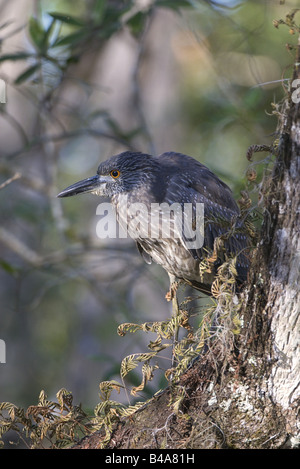 Zoologie/Tiere, Vogel/Vogel, Reiher, Gelb - gekrönte Nachtreiher, (Nyctanassa violacea), Audubon Corkscrew Swamp Sanctuary, Southwest-Florida, USA, Verbreitung: Tropisches Atlantik, Additional-Rights - Clearance-Info - Not-Available Stockfoto