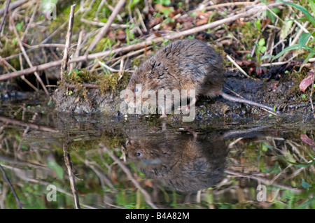 Schermaus: Arvicola Terrestris am Ufer des Stroms. Stockfoto