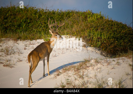 Bild eines Hirsches Foto in St. Andrews State Park Florida Stockfoto