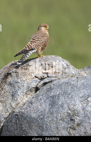 Zoologie/Tiere, größere Turmfalke (Falco rupicoloides), Serengeti, Tansania, Verbreitung: Südliches Afrika, Additional-Rights - Clearance-Info - Not-Available Stockfoto