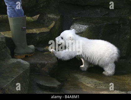 Knut, der Eisbär im Berliner Zoo, Deutschland Stockfoto