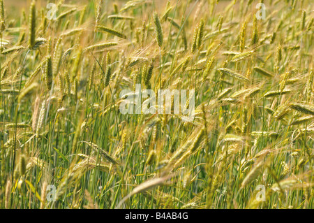 Pflanzen. Stockfoto