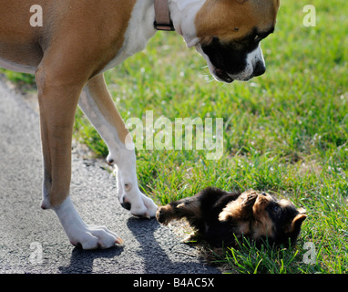 Ein gemischtes Spiel mit einem 6 Wochen alten Yorkshire-Terrier Welpen Boxer zu züchten. Stockfoto