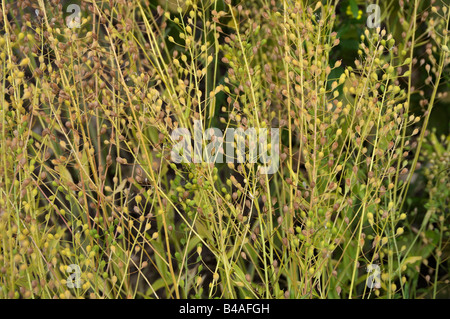 Wilder Flachs, Leinsamen Dodder (Camelina Sativa), Pflanzen mit Samen Stockfoto