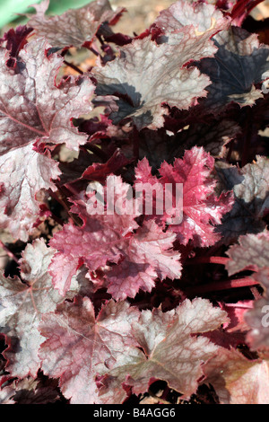 HEUCHERA PLUM PUDDING Stockfoto