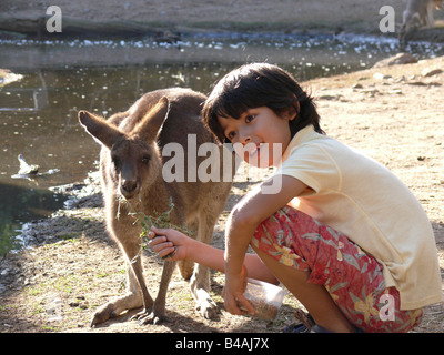 Currumbin Sanctuary, junge und Känguru Stockfoto