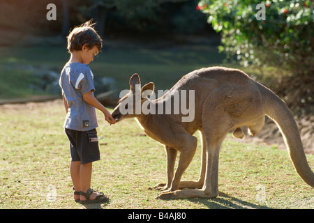 Currumbin Sanctuary, junge und Känguru Stockfoto