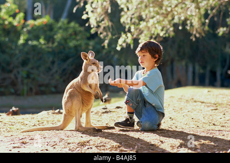 Currumbin Sanctuary, junge und Känguru Stockfoto