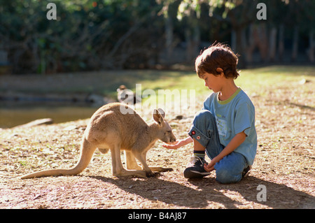 Currumbin Sanctuary, junge und Känguru Stockfoto