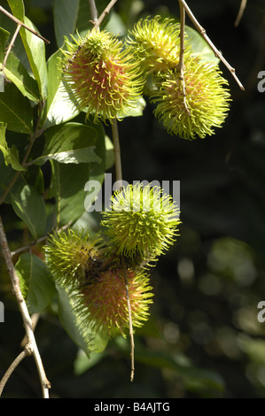 Botanik, Rambutan (Nephelium lappaceum),, Additional-Rights - Clearance-Info - Not-Available Stockfoto