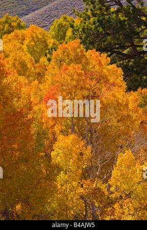 Goldener Herbst Espen in Lundy Canyon Toiyabe National Forest Sierra Nevada Mountains, Kalifornien Stockfoto