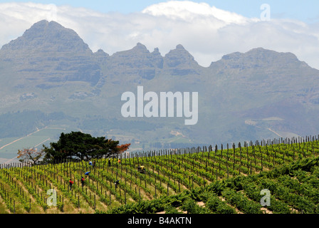 Geographie/Reisen, Südafrika, Landschaften, Blick Richtung Weinberg mit Gebirge, Weingut "Jordan", in der Nähe von Stellenbosch, Weinbaugebiet in der Nähe von Kapstadt, Additional-Rights - Clearance-Info - Not-Available Stockfoto