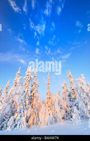 Wintermorgen in Lappland Schweden Stockfoto