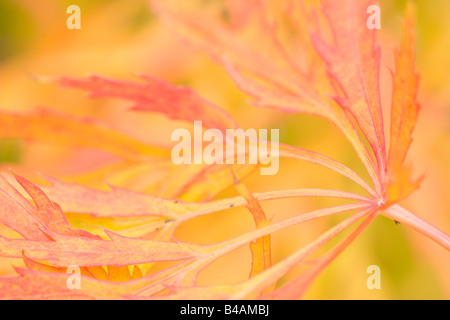 Japanischer Ahorn bunten Herbstlaub von dieser Zierpflanze Deutschland Stockfoto