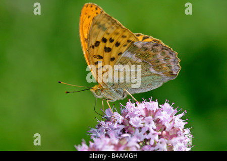 Silber gewaschen Fritilarry Argynnis Paphia saugen Nektar an Oregano Origanum Vulgare sch.ools.it Alb Deutschland Stockfoto