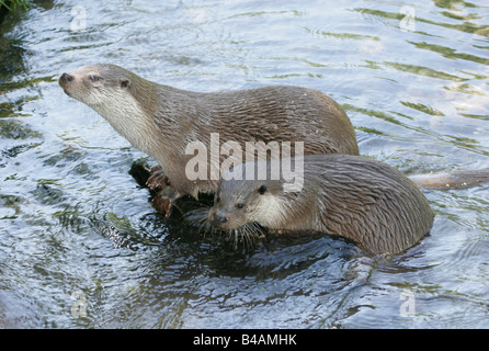 Zoologie/Tiere, Säugetier/Säugetier-, Marder, Fischotter (Lutra lutra), zwei Tiere im Wasser, Verbreitung: Europa, Asien, Nord- und Westafrika - - Not-Available Additional-Rights Clearance-Info Stockfoto