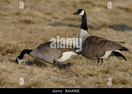 Kanadagans Branta Canadensis Gaense Gänse Stockfoto