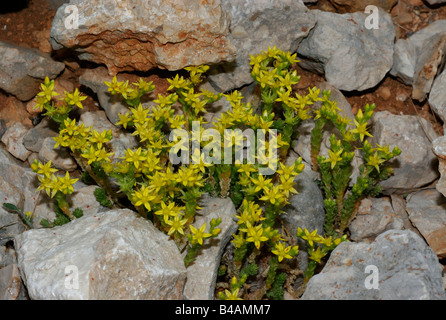 Botanik, Fetthenne (Sedum), Beißen, Fetthenne (Sedum acre), auf Felsen, Additional-Rights - Clearance-Info - Not-Available Stockfoto