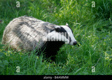 Zoologie/Tiere, Säugetier/Säugetier-, Marder, Dachs, der Eurasischen Dachs (Meles meles), auf der Wiese, Lueneburger Heide, Verbreitung: Europa, Zentralasien, Additional-Rights - Clearance-Info - Not-Available Stockfoto