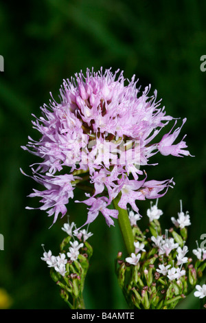 Botanik, Round-headed Orchidee, (Traunsteinera Nana), rispe, Additional-Rights - Clearance-Info - Not-Available Stockfoto