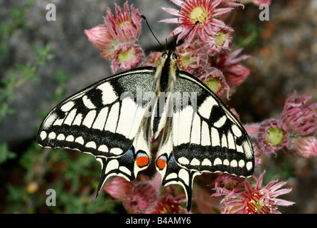 Zoologie/Tiere, Insekten, Schmetterlinge, Alte Welt Schwalbenschwanz, (Pieris brassicae), Blüte, Buchhofen, Deutschland sitzen, Verbreitung: Nördliches Afrika, Europa, Asien, Japan, Additional-Rights - Clearance-Info - Not-Available Stockfoto