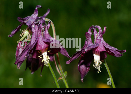 Botanik, Akelei (Aquilegia), gemeinsame Akelei (Aquilegia vulgaris), Blüten, Additional-Rights - Clearance-Info - Not-Available Stockfoto