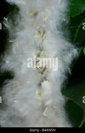 Botanik, Pappel (Populus), Zittern Aspen (Populus tremula), Samen auf Zweig, Additional-Rights - Clearance-Info - Not-Available Stockfoto