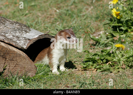 Zoologie/Tiere, Säugetiere, Säugetier/Martens, Hermelin (Mustela erminea), unter Baumrinde stehend, Lueneburger Heide, Verbreitung: Europa, Asien, Nordamerika, Additional-Rights - Clearance-Info - Not-Available Stockfoto