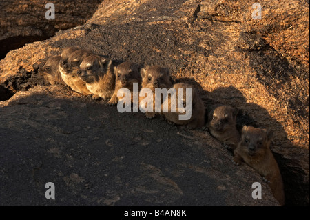 Klippschliefer Afrika Stockfoto