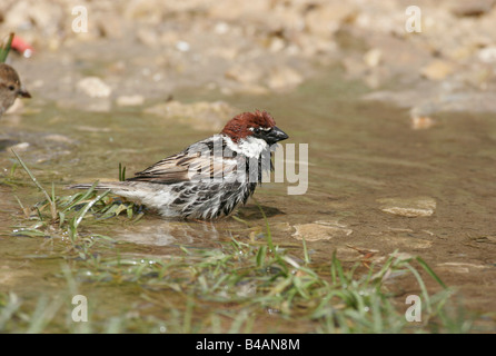 Zoologie/Tiere, Vogel/Vogel, passeriformes, Spanisch Sparrow (Passer hispaniolensis), Vogel baden in Pfütze, Dalmatien, Kroatien, Verbreitung: Mittelmeerraum, Additional-Rights - Clearance-Info - Not-Available Stockfoto