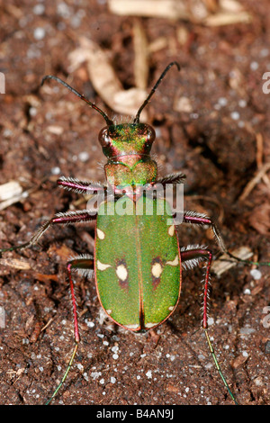 Zoologie/Tiere, Insekten, Käfer, Green Tiger Beetle (Cicindela campestris), auf dem Boden, Lüneburger Heide, Verbreitung: Europa, Asien, Additional-Rights - Clearance-Info - Not-Available Stockfoto