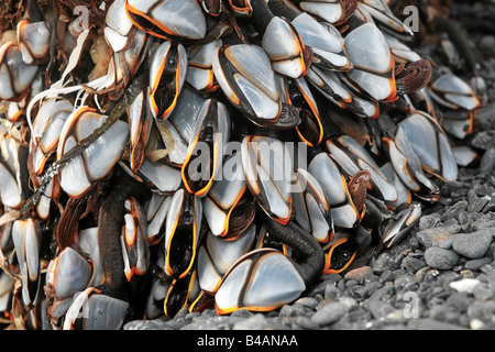 Muscheln Kodiak Alaska usa Stockfoto