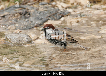 Zoologie/Tiere, Vogel/Vogel, passeriformes, Spanisch Sparrow (Passer hispaniolensis), Vogel baden in Pfütze, Dalmatien, Kroatien, Verbreitung: Mittelmeerraum, Additional-Rights - Clearance-Info - Not-Available Stockfoto