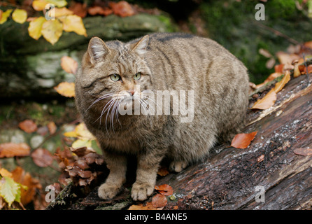 Zoologie/Tiere, Säugetier/Säugetiere, Katzen, europäische Wildkatze (Felis silvestris), sitzen auf den Stumpf, Nationalpark Bayerischer Wald, Verbreitung: Europa - Additional-Rights Clearance-Info - Not-Available Stockfoto