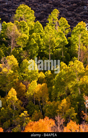 Hintergrundbeleuchtung auf Herbst Espen an Bischof Creek Inyo National Forest Berge der Sierra Nevada, Kalifornien Stockfoto